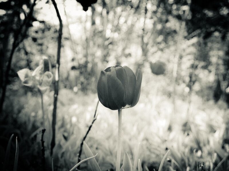 Tulip Flower in Garden