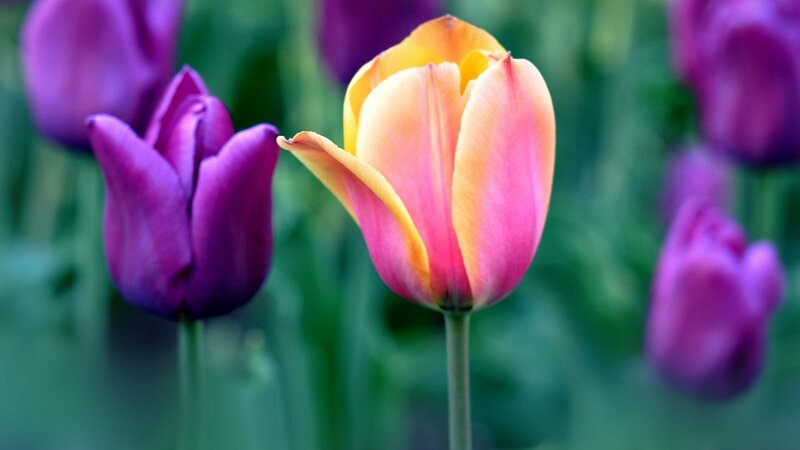 Tulip Flower in Garden — Yellow