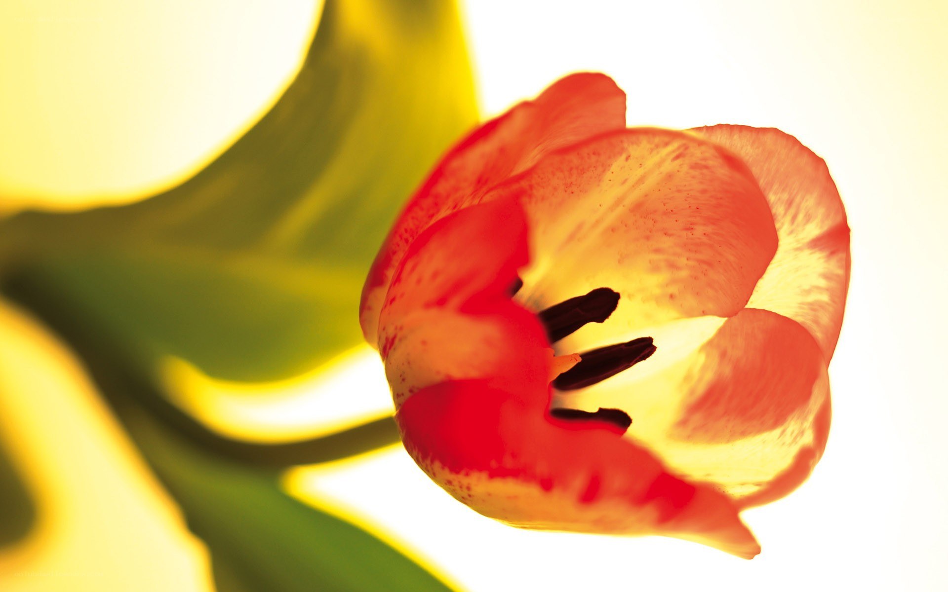 tulip flower in sunlight