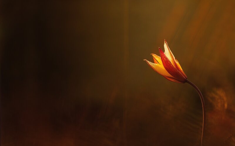 Tulip Flower in Sunlight — Orange