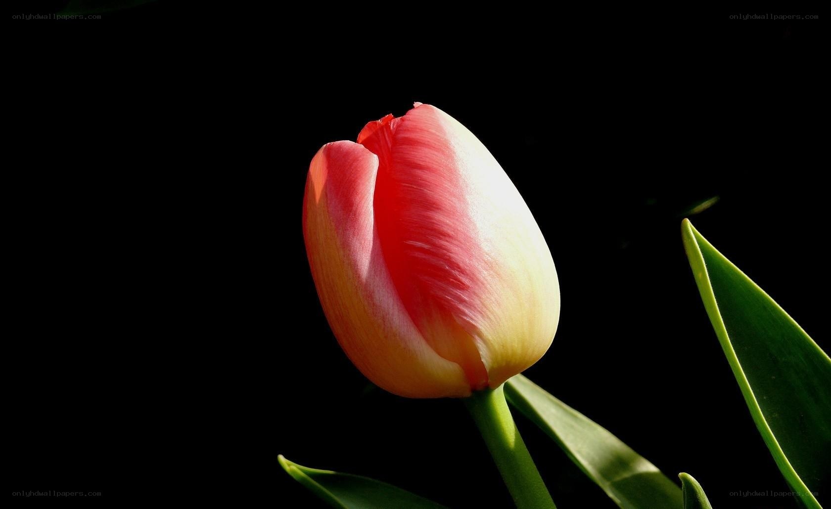 tulip flower in sunlight