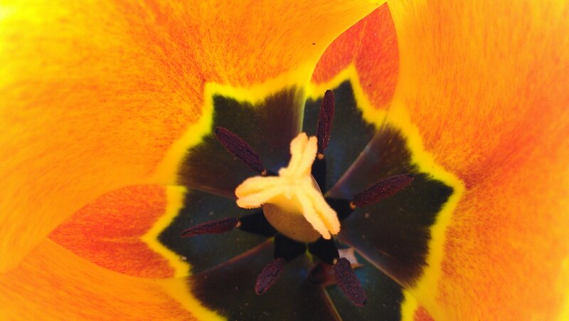 Tulip Flower Interior