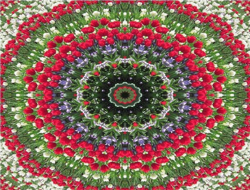 Tulip Flower Mandala — Red