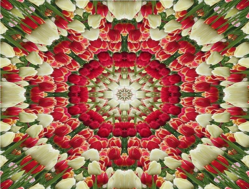 Tulip Flower Mandala