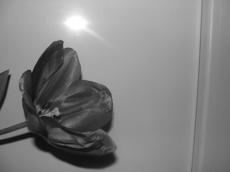 Tulip Flower on White Surface