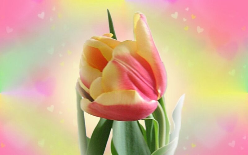 Tulip Flower — Pink