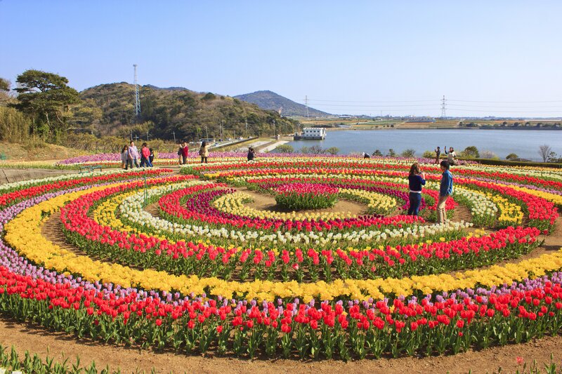 Tulip Flower Spiral