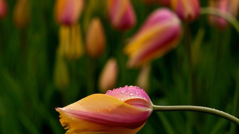 Tulip Flower with Dew