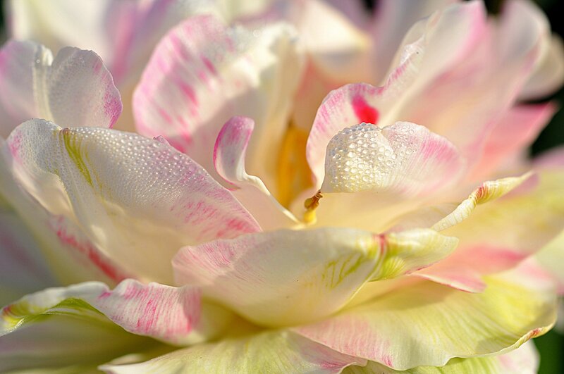 Tulip Flower with Dew — White
