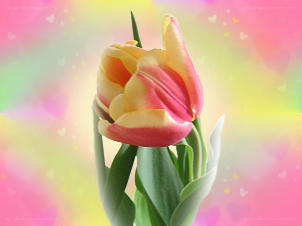 tulip flower with hearts