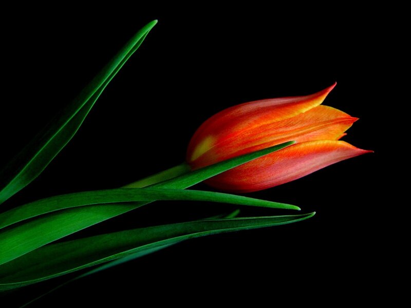 Tulip Flower with Leaves