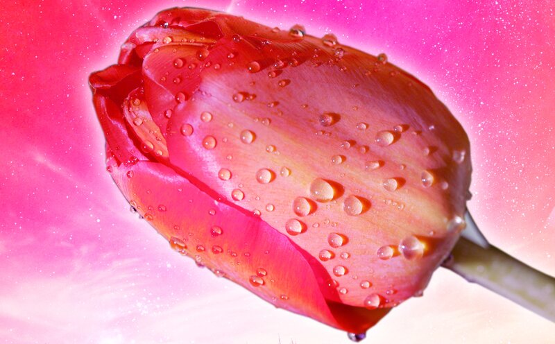 Tulip Flower with Water Droplets — Pink