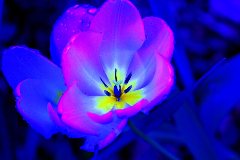 Tulip Flower with Water Droplets — Purple