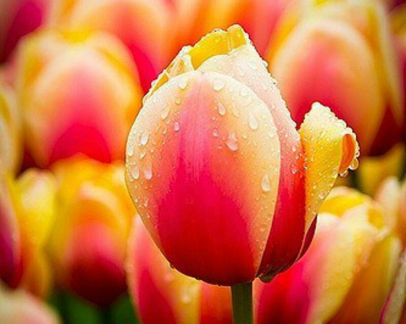 Tulip Flower with Water Droplets — Red