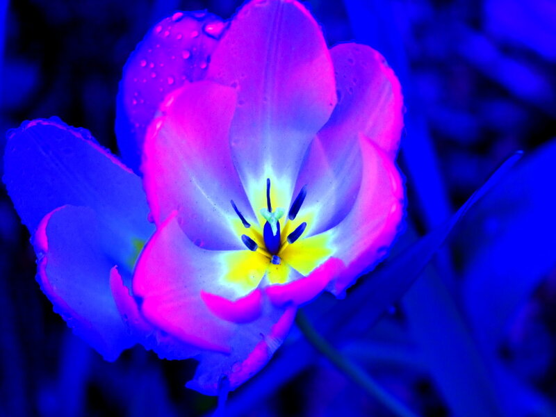 Tulip Flower with Water Droplets