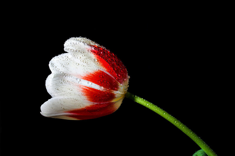 Tulip Flower with Water Droplets — White
