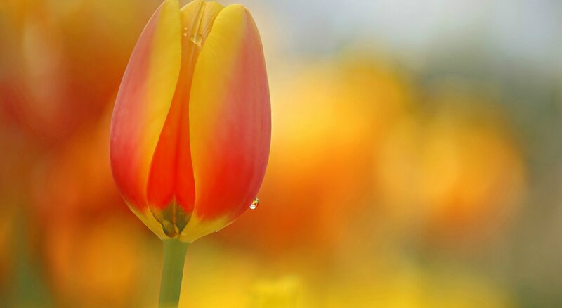 Tulip Flower with Water Droplets — Yellow