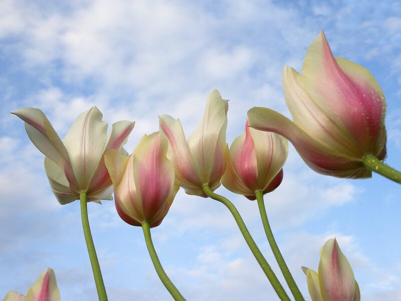 Tulip Flowers Against Sky
