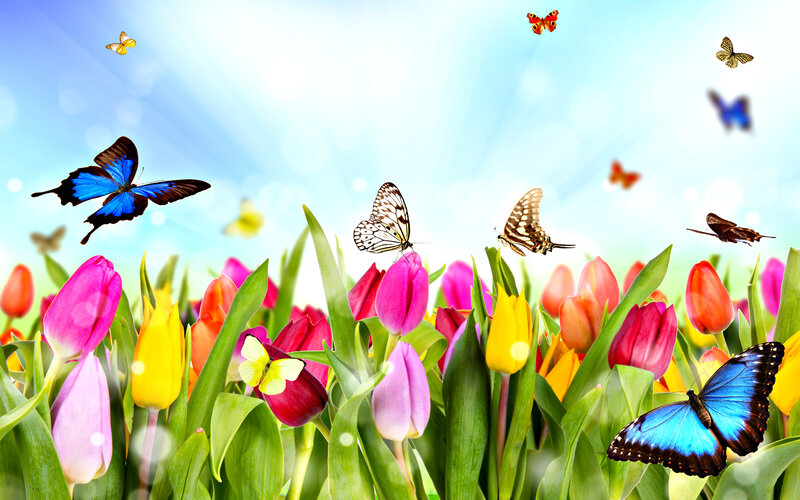 Tulip Flowers and Butterflies