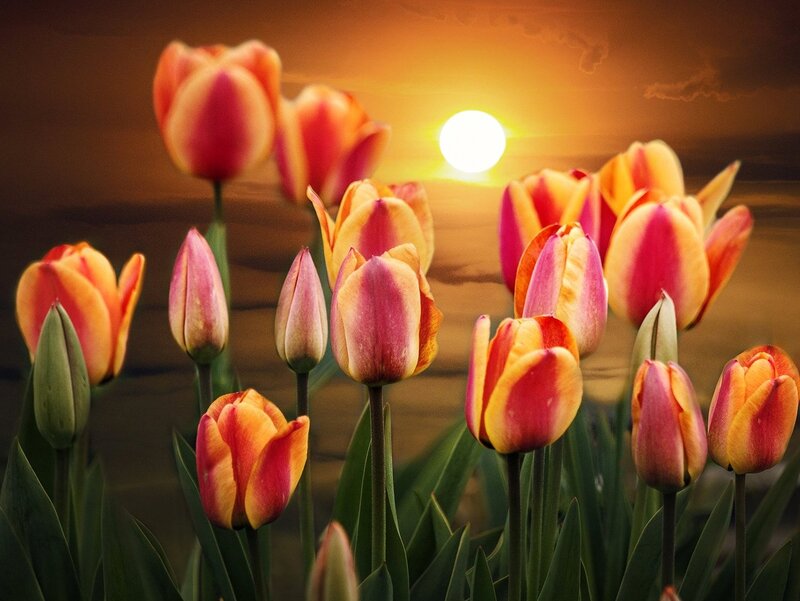 Tulip Flowers at Sunset