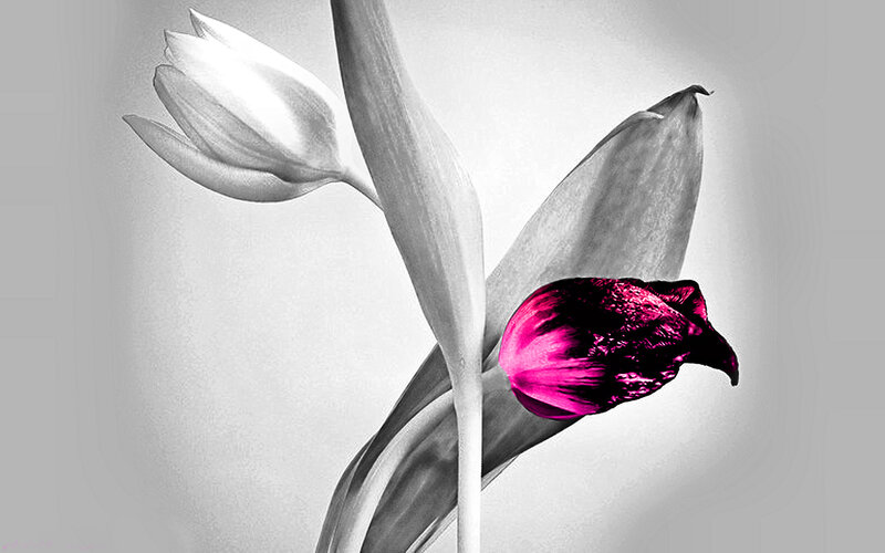 Tulip Flowers — Black