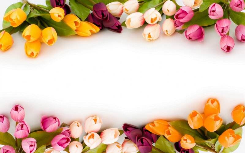 Tulip Flowers Border — Yellow