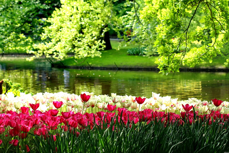 Tulip Flowers by Pond — Red