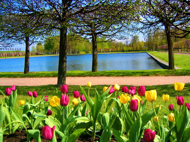 Tulip Flowers by Pond