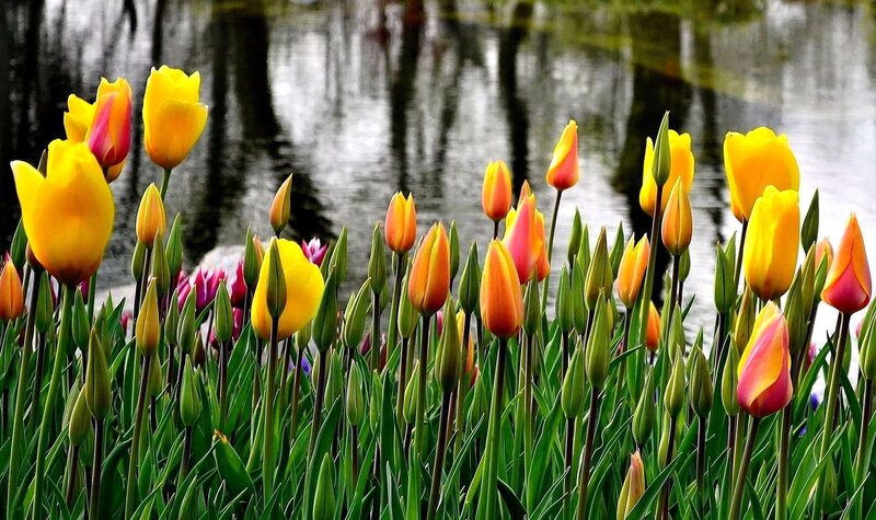 Tulip Flowers by Water