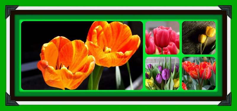 Tulip Flowers Collage