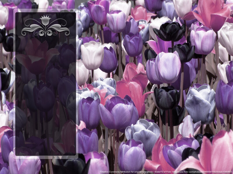 Tulip Flowers in a Field — Purple, Calm