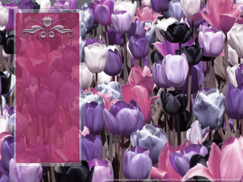 Tulip Flowers in a Field — Purple