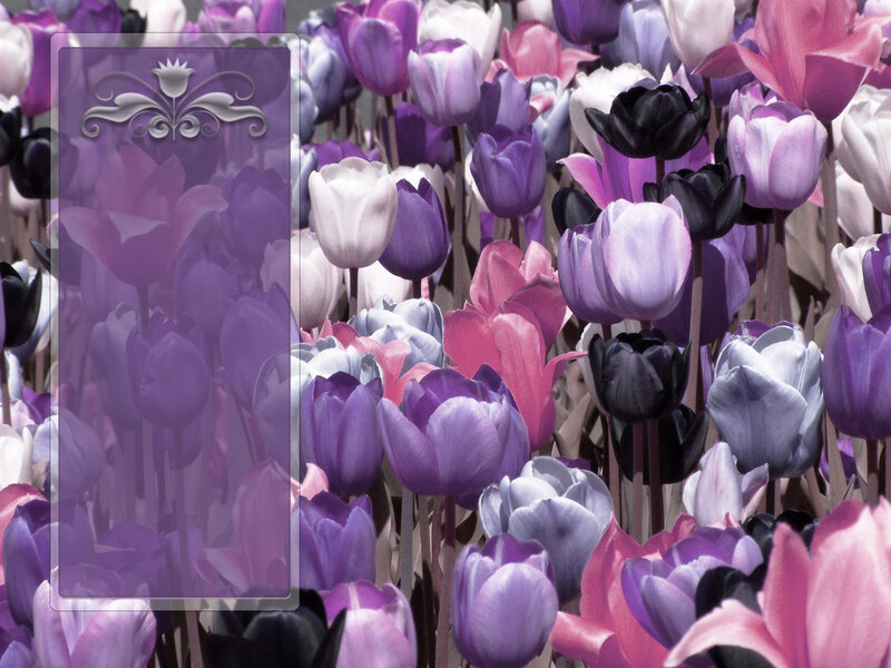 Tulip Flowers in a Field
