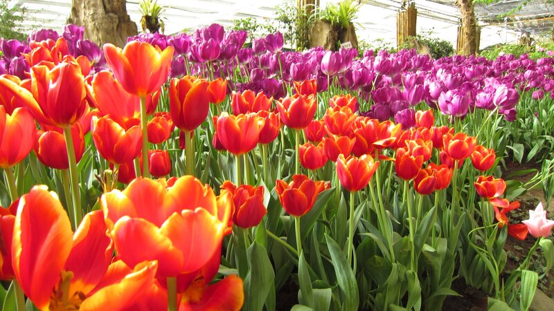 Tulip Flowers in a Greenhouse