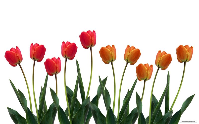 Tulip Flowers in a Row — Red