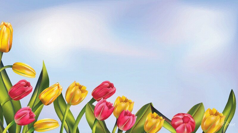 Tulip Flowers in a Row