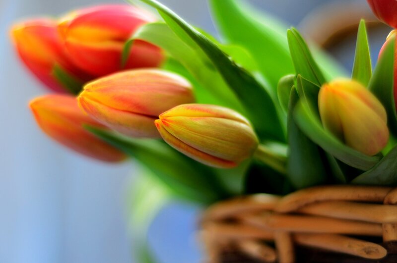 Tulip Flowers in Basket