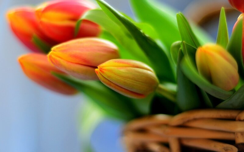 Tulip Flowers in Basket — Yellow