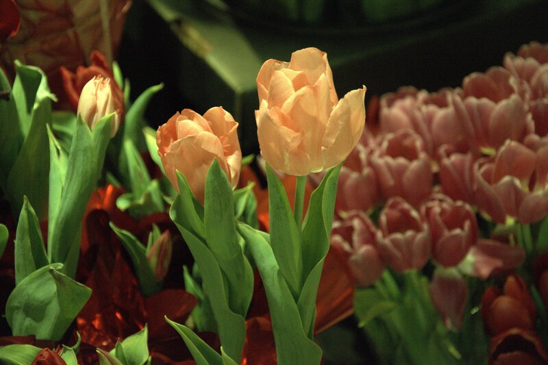 Tulip Flowers in Bloom — Orange