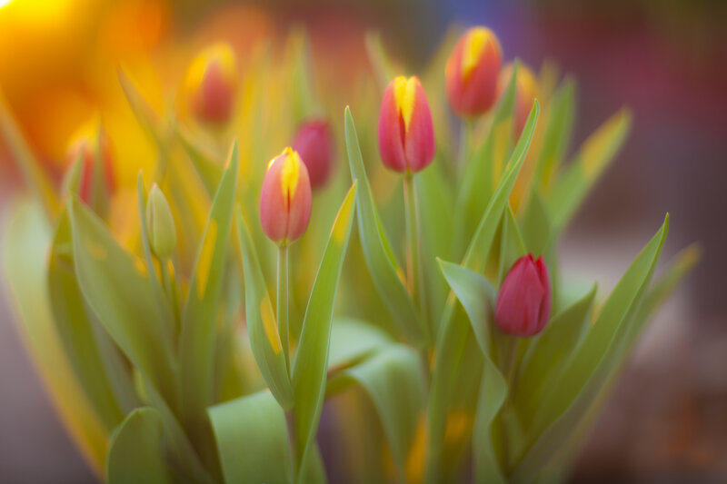 Tulip Flowers in Bloom — Pink, Serene