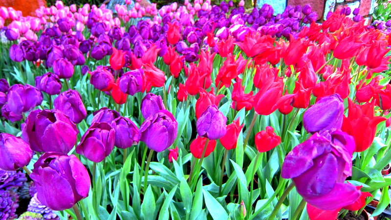 Tulip Flowers in Bloom — Purple