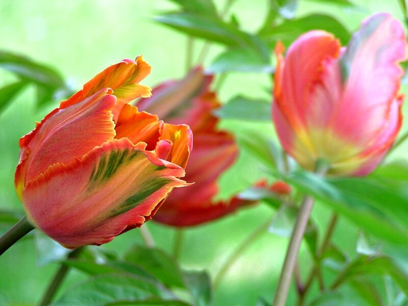 Tulip Flowers in Bloom — Red, Natural