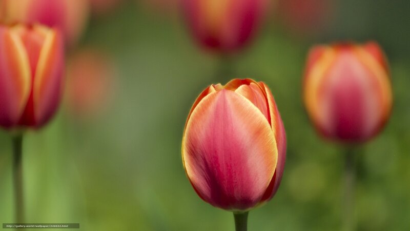 Tulip Flowers in Bloom — Red, Serene, Spring, Photograph