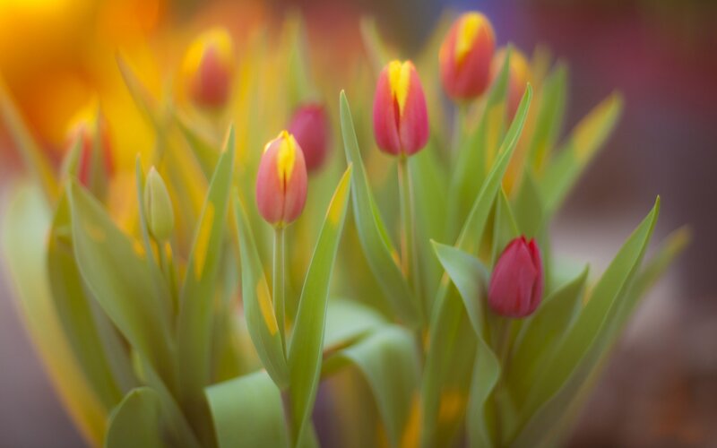 Tulip Flowers in Bloom — Red, Serene, Spring