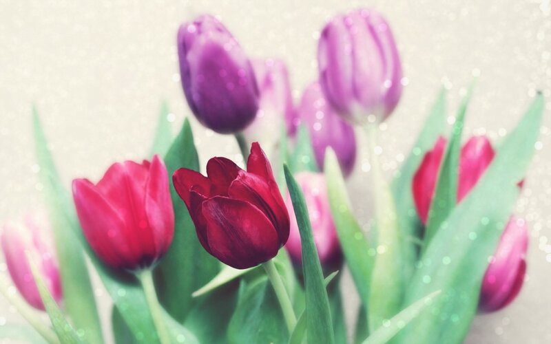 Tulip Flowers in Bloom — Red, Serene