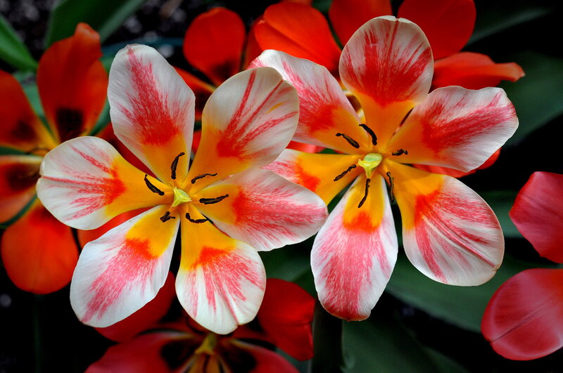 Tulip Flowers in Bloom — Red, Vibrant, Spring