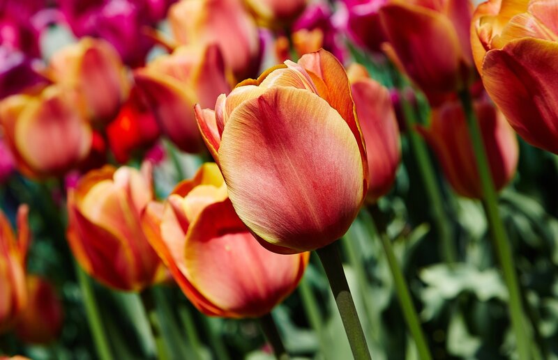 Tulip Flowers in Bloom — Red, Vibrant