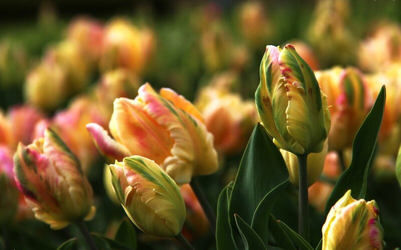 Tulip Flowers in Bloom — Yellow