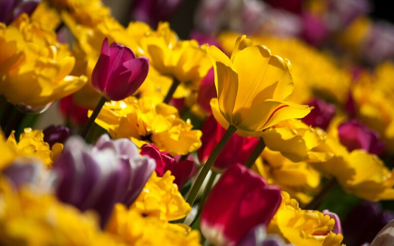 Tulip Flowers in Bloom — Yellow, Vibrant, Spring