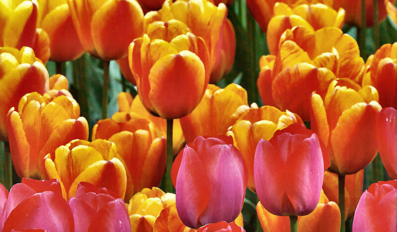 Tulip Flowers in Bloom — Yellow, Vibrant